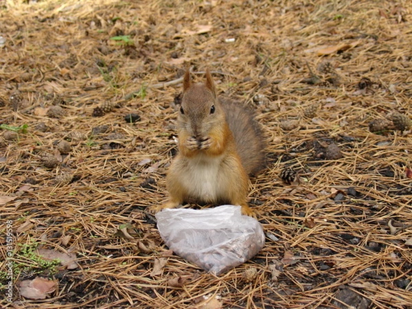 Obraz Squirrel eats