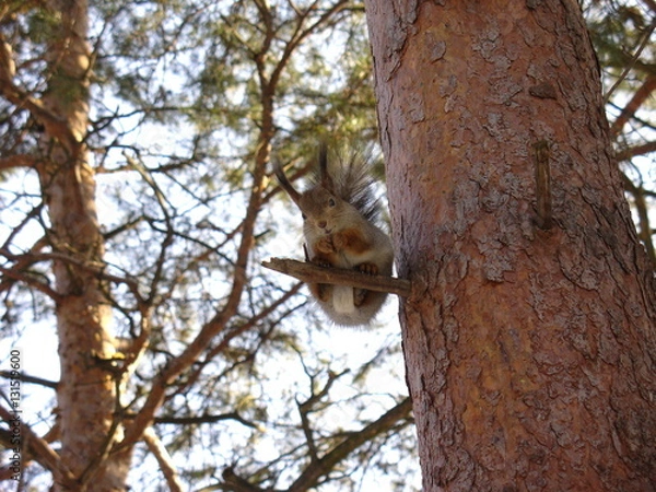 Fototapeta Squirrel on tree
