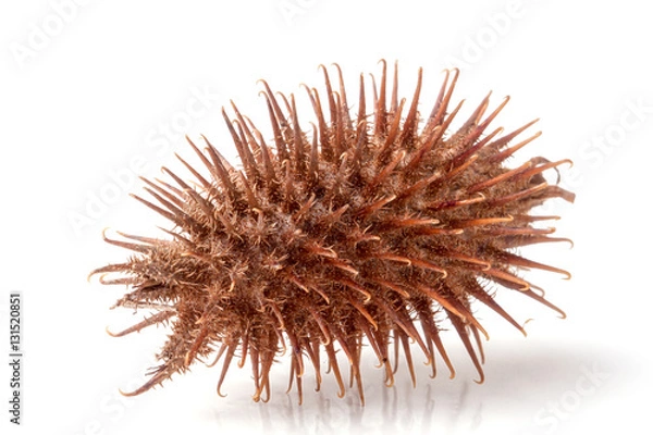 Obraz dry Xanthium strumarium isolated on white background has medicinal properties