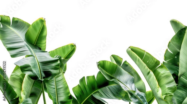 Fototapeta Vibrant green banana leaves creating lush tropical border on transparent background