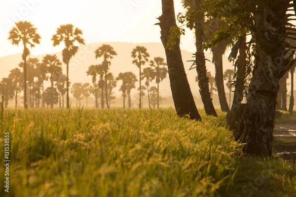 Fototapeta Green field or rice farm with sugar palms