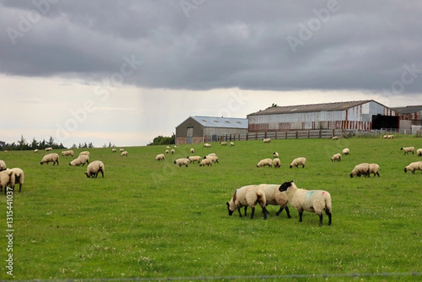 Obraz Landscape with sheep in a field in England, UK