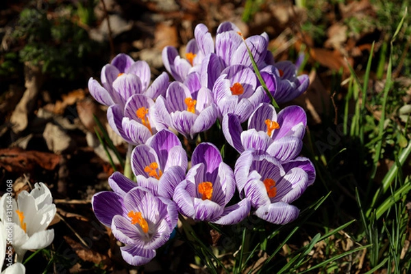 Obraz Purple crocuses blooming in a garden in spring time