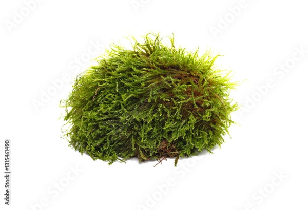 Obraz Green moss isolated on white background