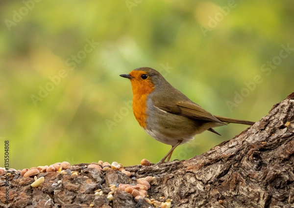 Fototapeta Robin redbreast bird on a bird table with food