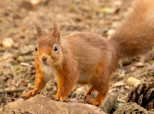 Fototapeta Close up of a cute scottish red squirrel in the forest