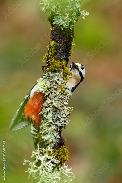 Fototapeta Great Spotted Woodpecker (Dendrocopos major) perched on a branch in the middle of the forest.