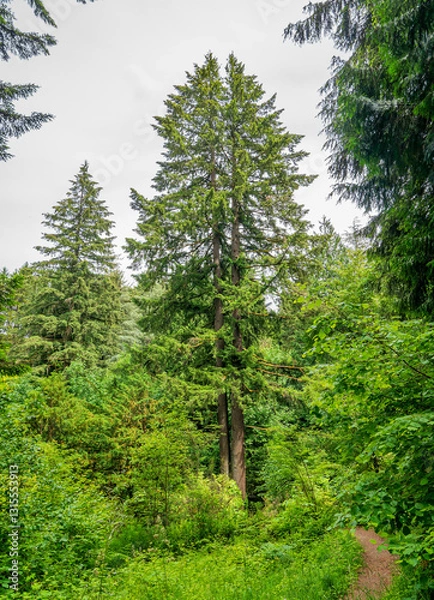 Obraz Daytime view of the landscape of Hoyt Arboretum