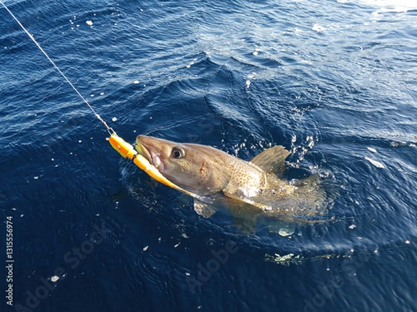 Fototapeta A sizeable Atlantic skrei cod fighting in the water caught with softball jig on a sunny March day in Finnmark, Norway.