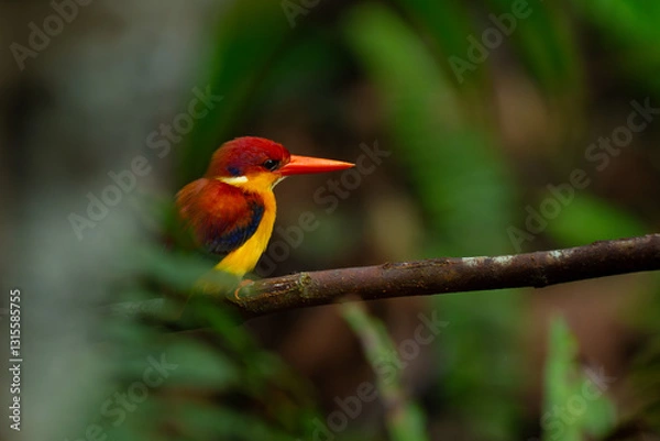 Fototapeta Rufous-backed dwarf kingfisher (Ceyx rufidorsa) perches quietly between bushes over small river stream, waiting for fish to eat