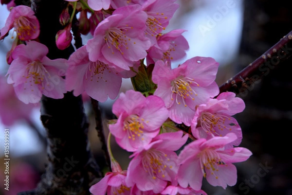 Obraz 河津桜