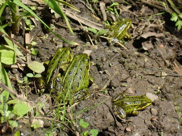 Obraz Cute green frogs in forest