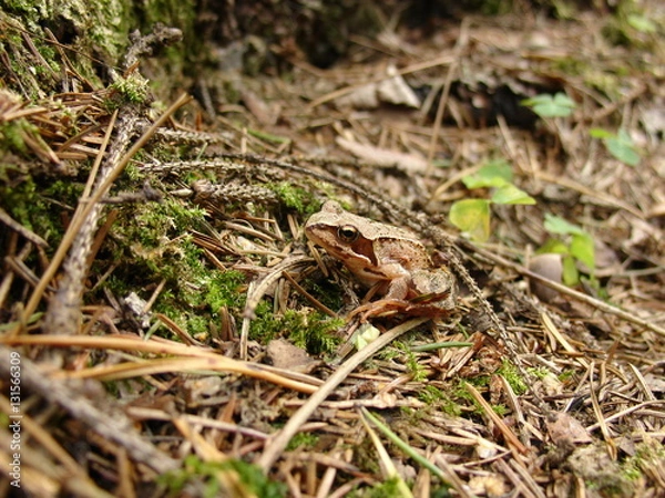 Obraz Cute green frog in the pine forest