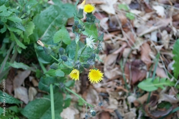 Obraz 道路わきに生えているノゲシ