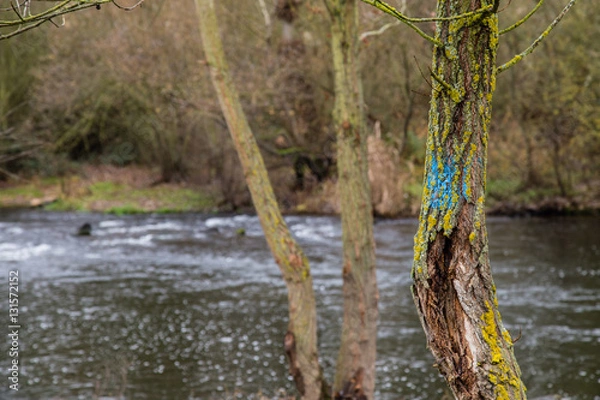 Fototapeta Tree trunk