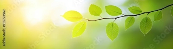 Fototapeta A close-up of green leaves on a branch, illuminated by soft sunlight, creating a serene and refreshing natural atmosphere.