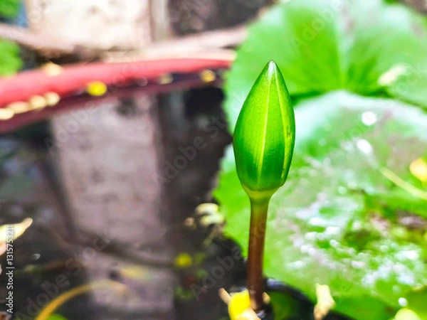 Obraz Water Lily flower buds float on the water. Water lily flower buds begin to bloom.