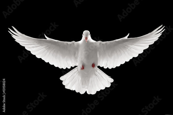 Obraz Flying Dove