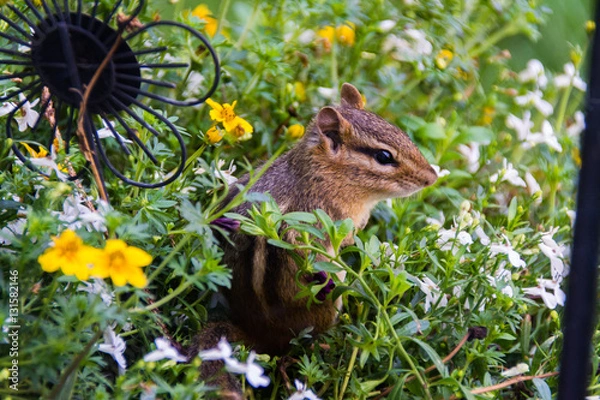 Obraz chipmunk in garden