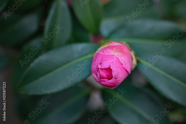 Obraz 美しい桃色の椿の花の蕾