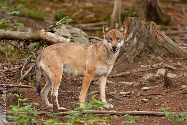 Obraz grey wolf, canis lupus