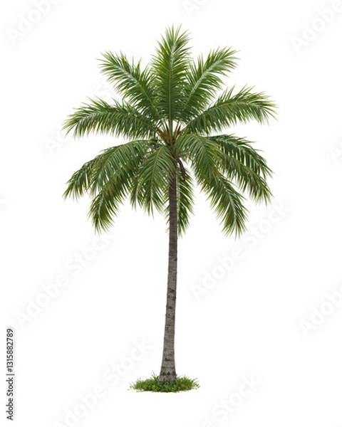 Fototapeta "Photorealistic Coconut Palm Tree – Lush Green Fronds and Tall Slender Trunk on Transparent Background in High-Resolution Botanical Illustration"