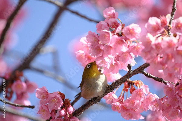 Obraz メジロと桜