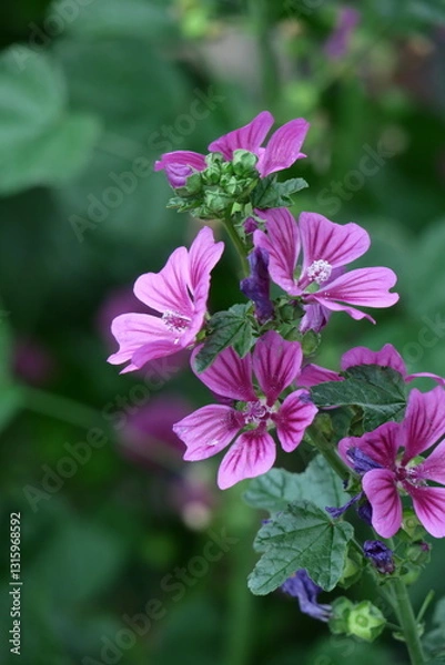 Obraz 気高く威厳に満ちた花