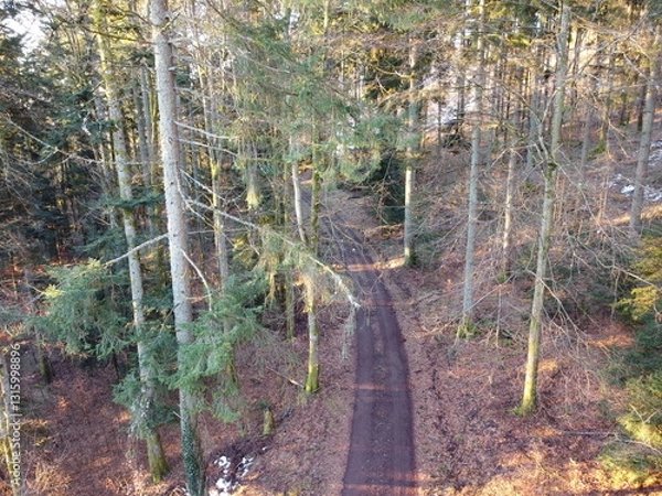 Obraz au cœur de la foret vosgienne