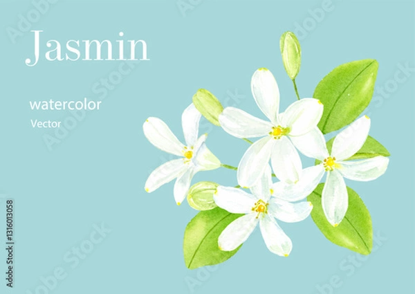 Fototapeta ジャスミンの水彩イラスト
