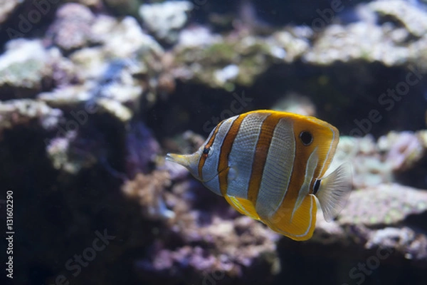 Obraz Copperband Butterflyfish