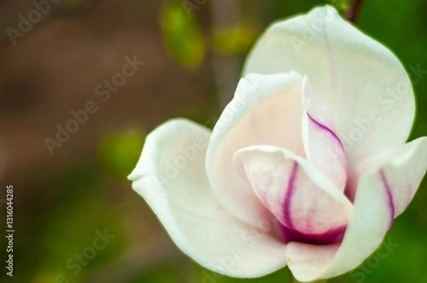 Fototapeta A pristine magnolia flower unfolds its delicate petals, revealing its beauty in a close-up view.
