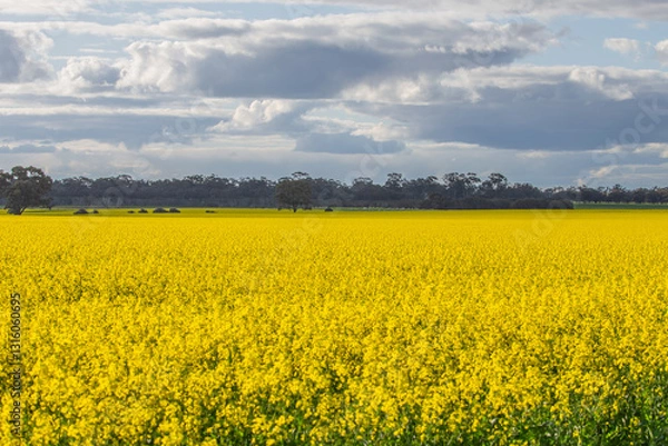 Fototapeta Bright Canola Field / Rapeseed field with a tree in a field of yellow. Victoria, Australia.