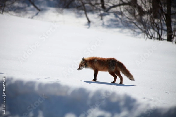 Obraz 冬のキタキツネ