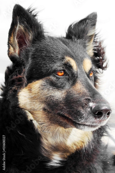 Obraz German Shepherd portrait