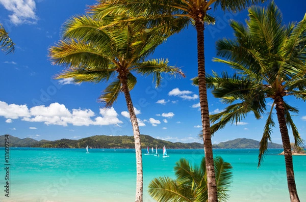 Fototapeta Beautiful blue water of Catseye Beach on Hamilton Island in the Whitsundays