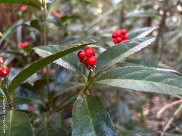 Obraz plant with red fruit