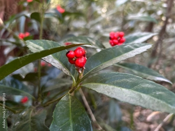 Obraz plant with red fruit