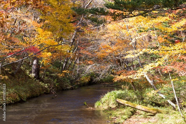 Fototapeta 湯川の秋