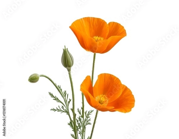 Fototapeta Two Orange California Poppies with Buds