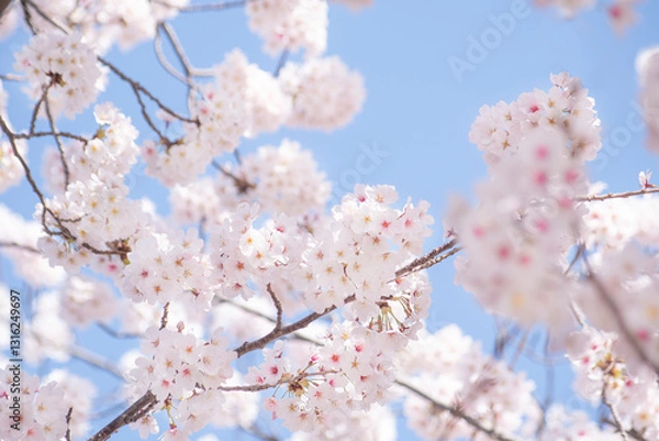 Obraz 봄소식을 알리는 만개한 벚꽃들과 하늘