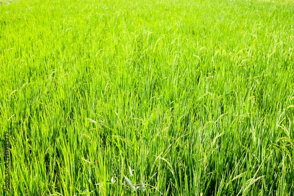 Obraz Thai Rice field
