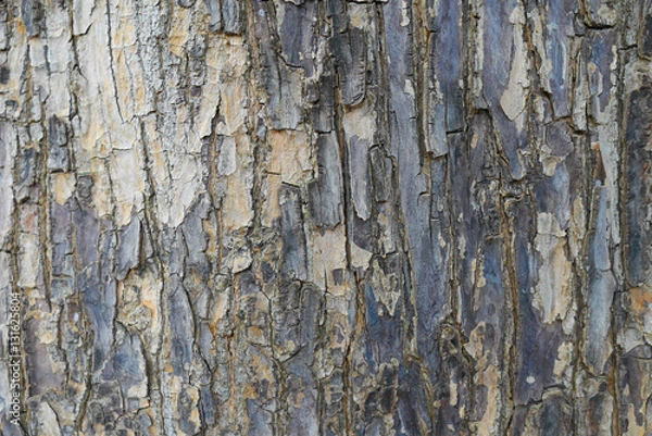 Obraz Tree bark background / texture