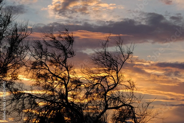 Fototapeta Leafless trees silhouetted against a vibrant sunset sky