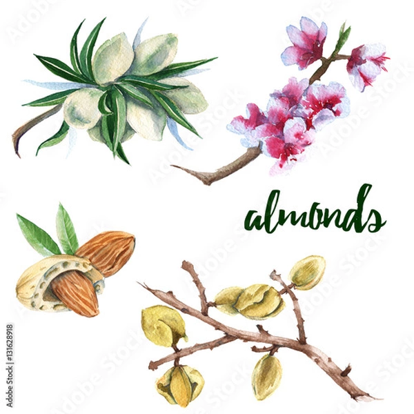 Fototapeta The set of branches of almonds. Isolated on a white background. Watercolor illustration.