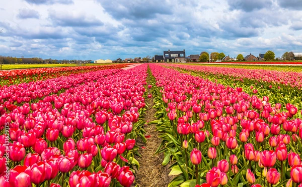 Obraz Tulip farms in lisse in noordwijk Netherlands
