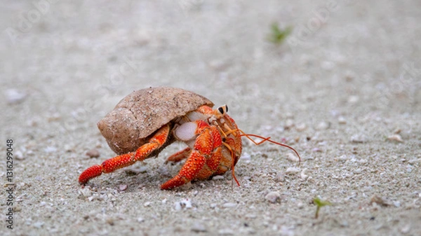 Obraz Hermit crab walking on beach, side profile