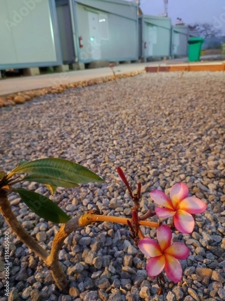 Obraz flowers on the rocks