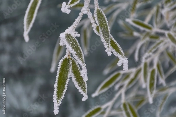 Obraz   Frozen bamboo. Frozen bamboo branch leaf covered with hoar frost and snow close up view.
