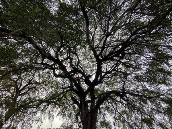 Obraz trees in the forest